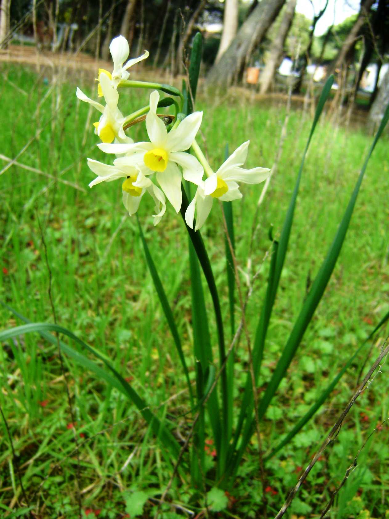 Narcissus tazetta ssp. tazetta